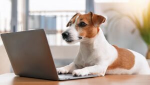 Hundebetreuung Leonberg Kontakt