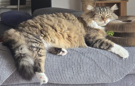 Luna entspannt auf der Couch