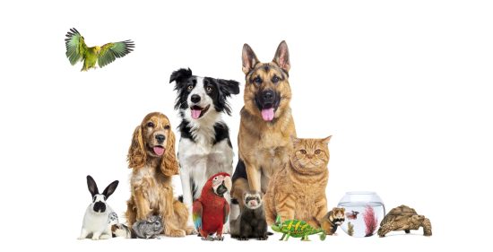 Variety of companion animals including dogs, cats, parrot, rabbit, and fish on white background