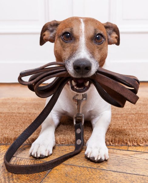 Hundebetreuung Leonberg