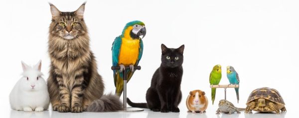 Tiersitter Leonberg - Liebevolle Betreuung